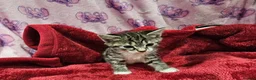 Bengal cats for sale: Bengal kitten's mix - Advert 23