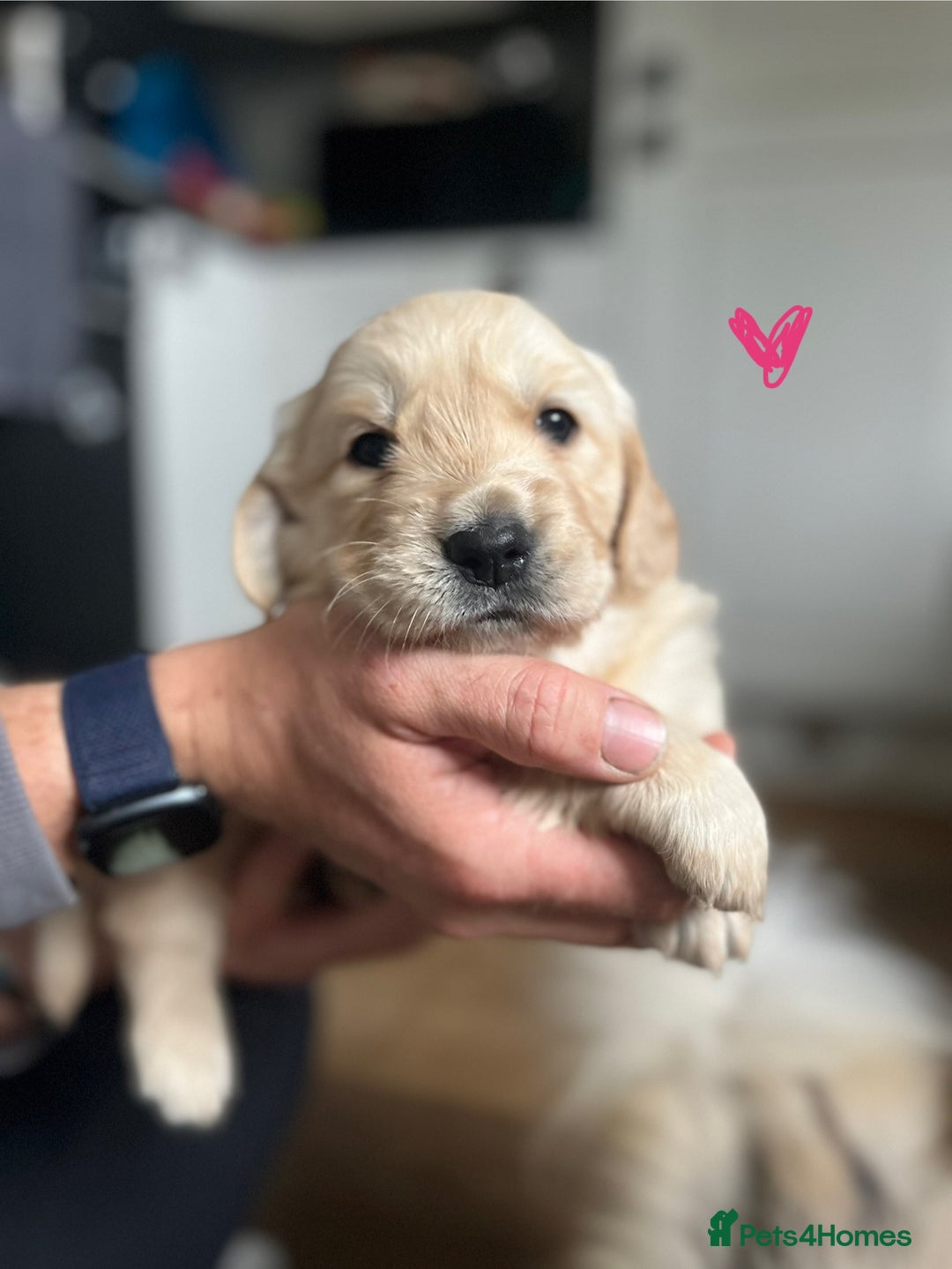 Golden Retriever dogs for sale: 🐾Three stunning golden retriever puppies. 🐾 - Image 17