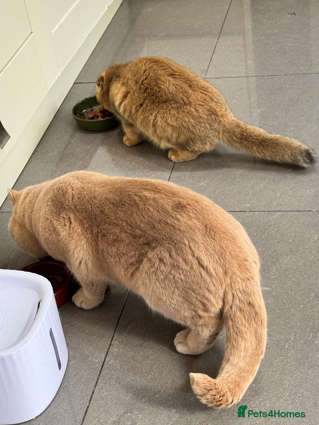 Bengal cats for sale: Bengal and British shorthair mix ginger kitten - Advert 10