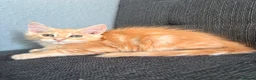 Maine Coon cats for sale: Sweet teddy bears. 🧸 🐈‍⬛ - Advert 11
