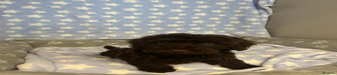 Cockapoo Puppy 4