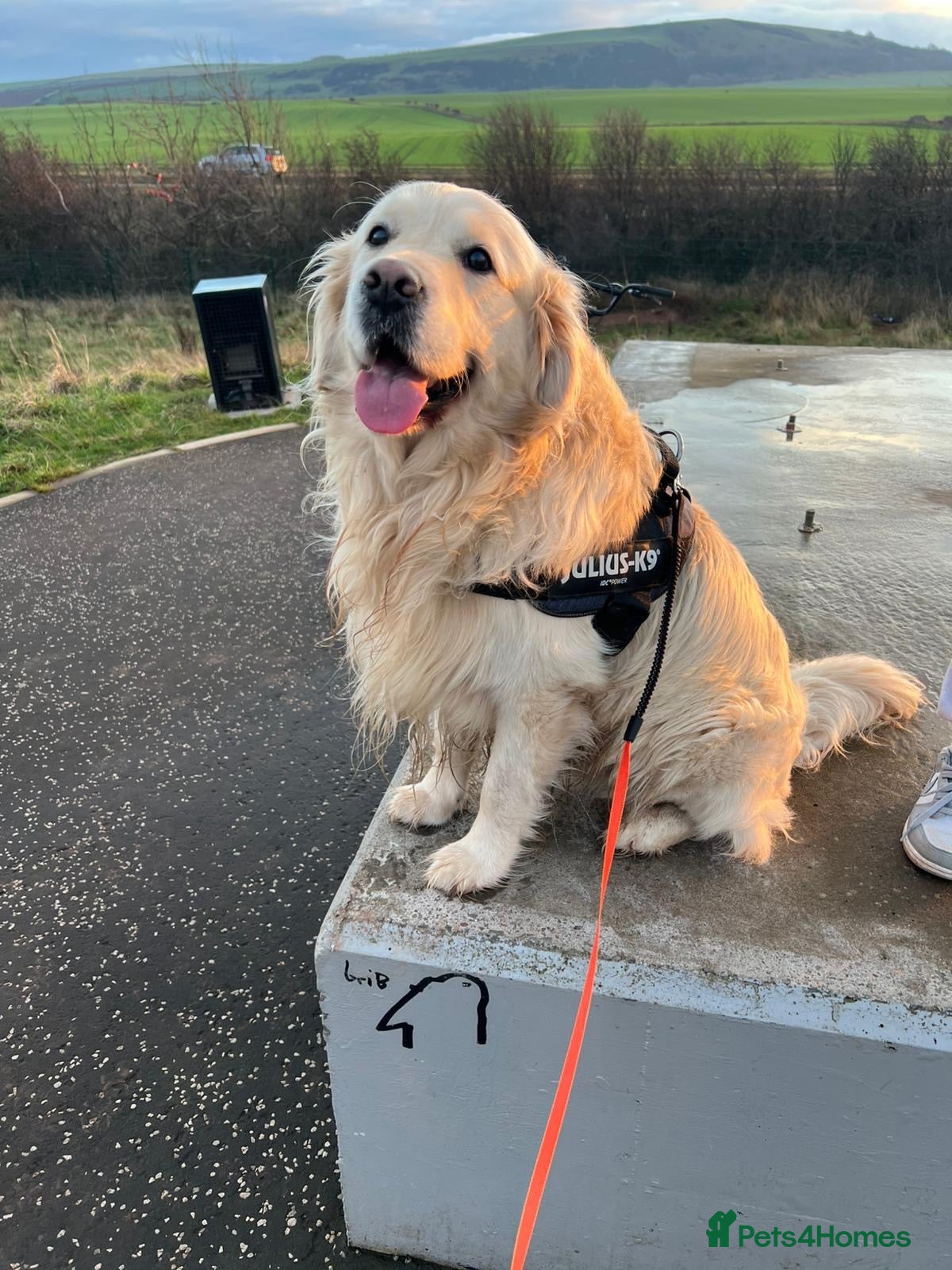 Golden Retriever dogs for stud: Arlo - Golden retriever available for stud - Advert 17
