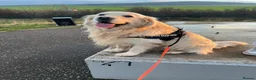 Golden Retriever dogs for stud: Arlo - Golden retriever available for stud - Advert 1