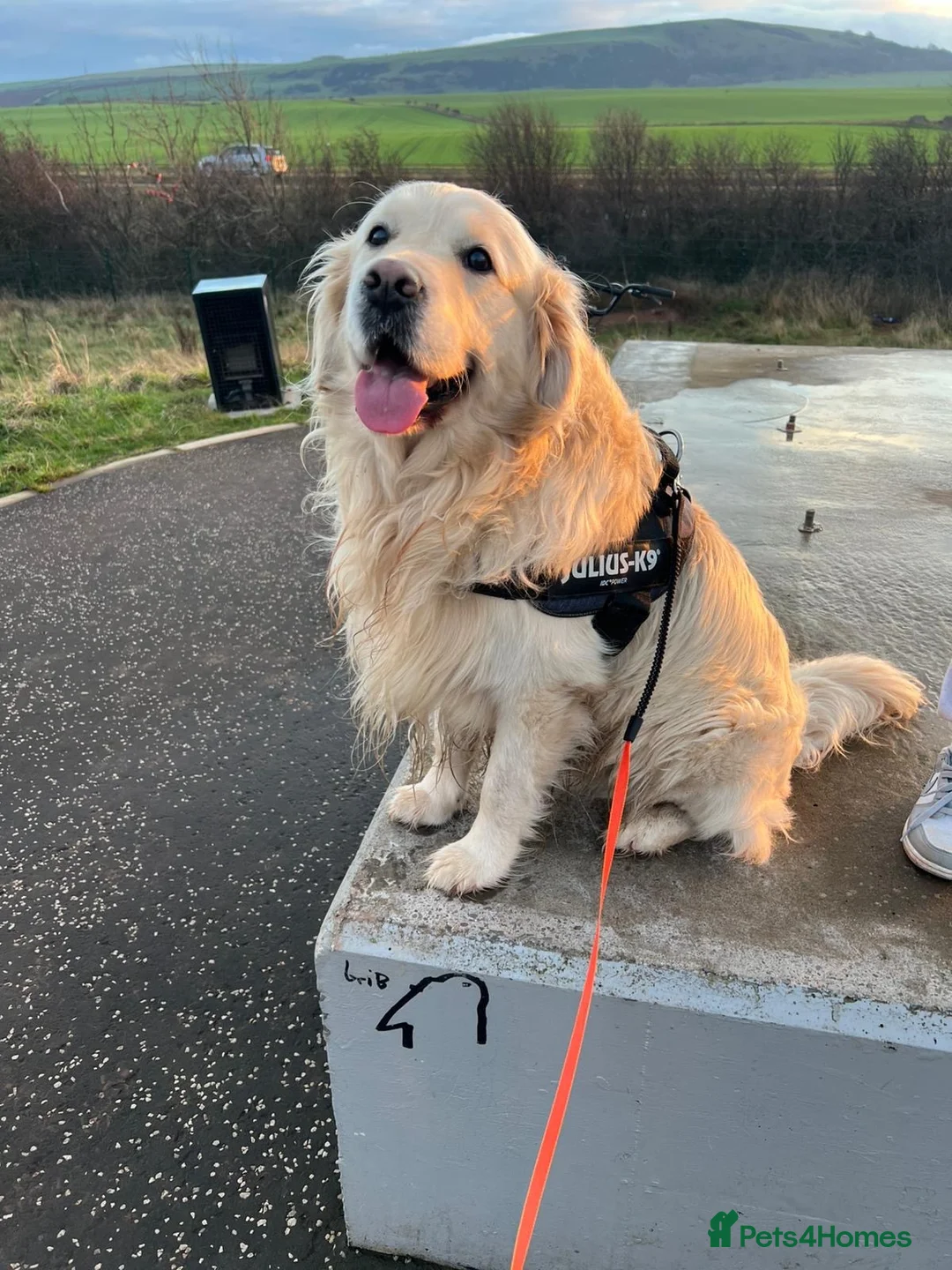 Golden Retriever dogs for stud: Arlo - Golden retriever available for stud - Advert 1