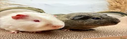 Guinea Pig rodents for sale: Gorgeous pair of boys for sale  - Advert 4