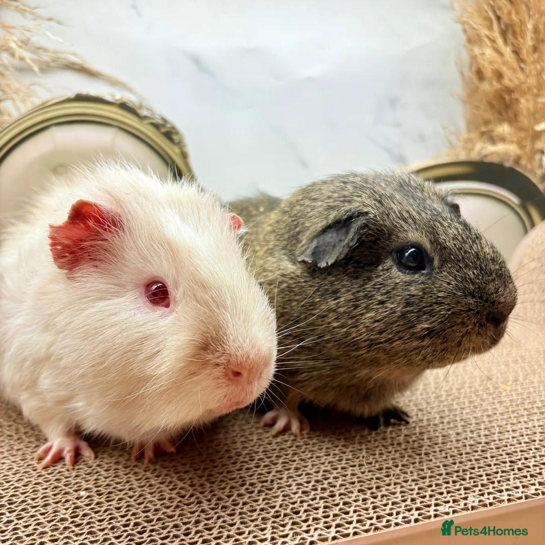 Guinea Pig rodents for sale: Gorgeous pair of boys for sale  - Advert 4