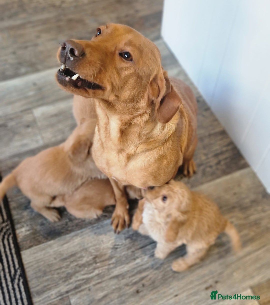 Labradoodle dogs for sale: Beautiful F1 Labradoodles - Advert 21