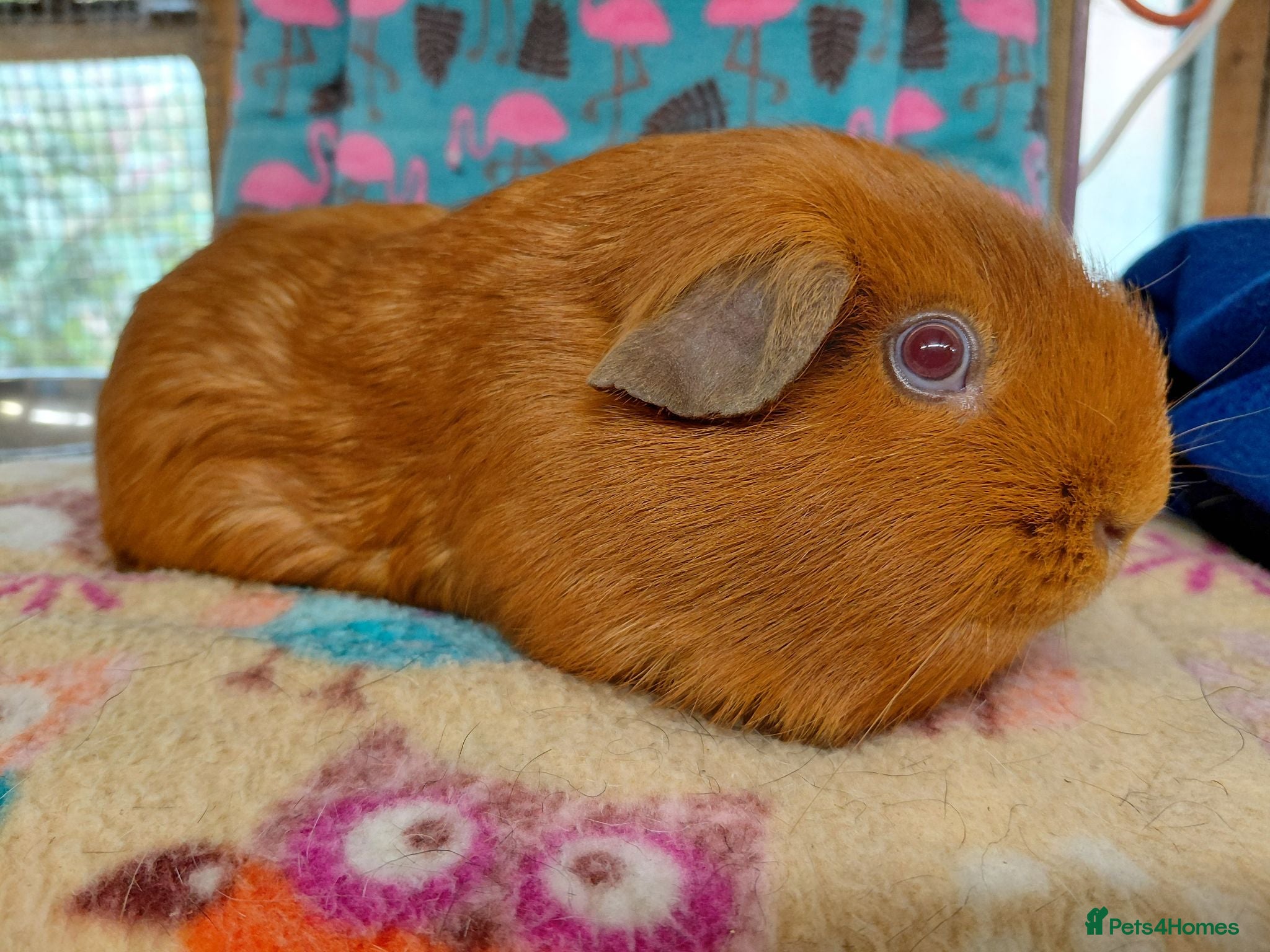Guinea Pig rodents Young Adult Retired PE Self Golden Sow RTL - Advert 21