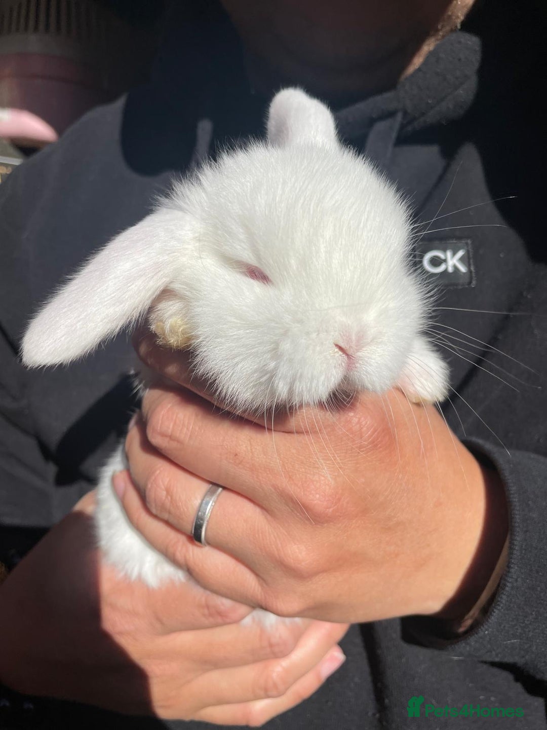 Mini Lop rabbits for sale: Healthy lovely bunny  - Image 2