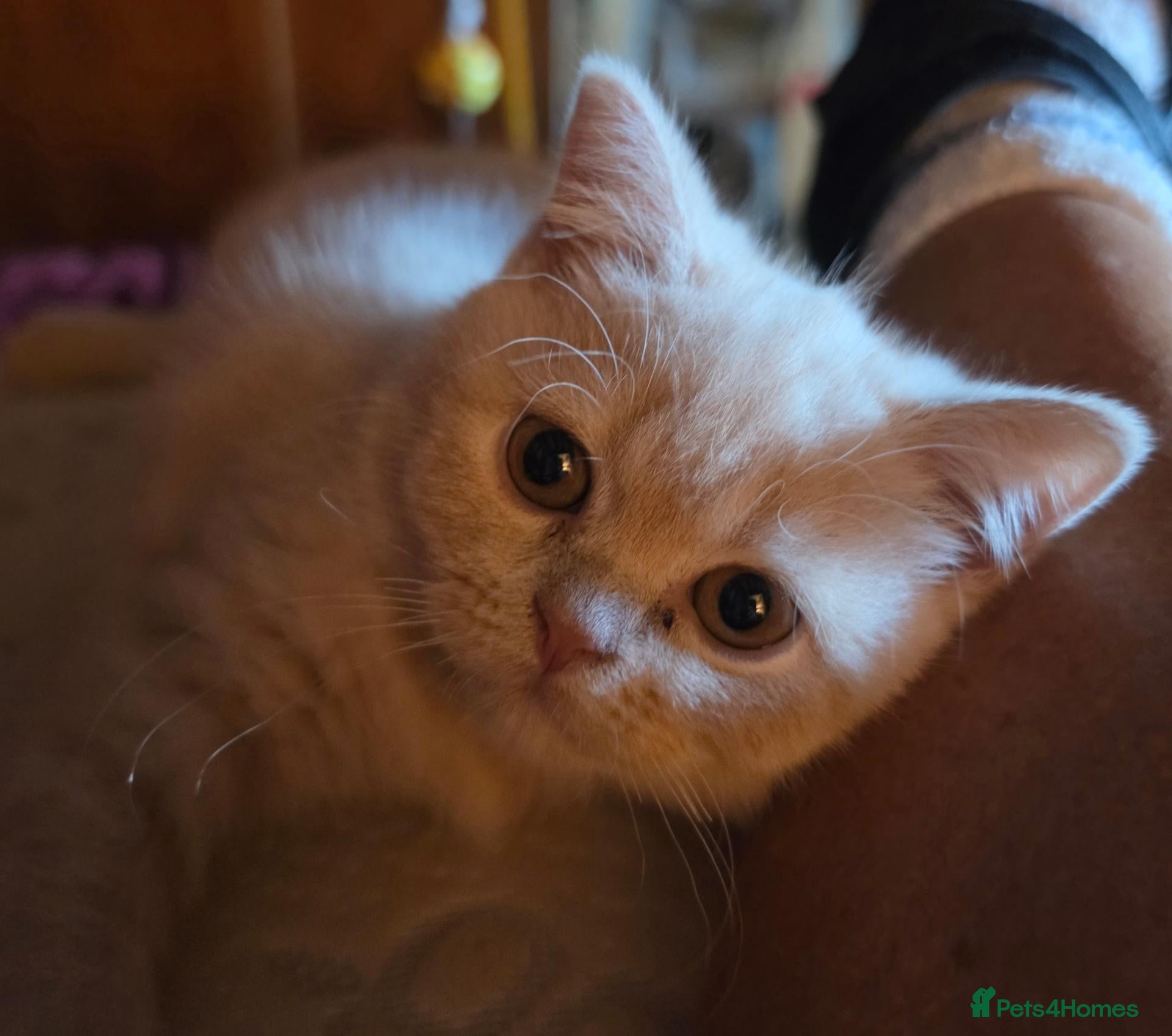 British Shorthair cats Cream British Shorthair  - Advert 4