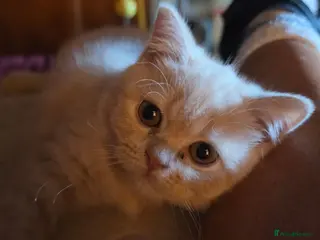 British Shorthair cats Cream British Shorthair - Advert 2