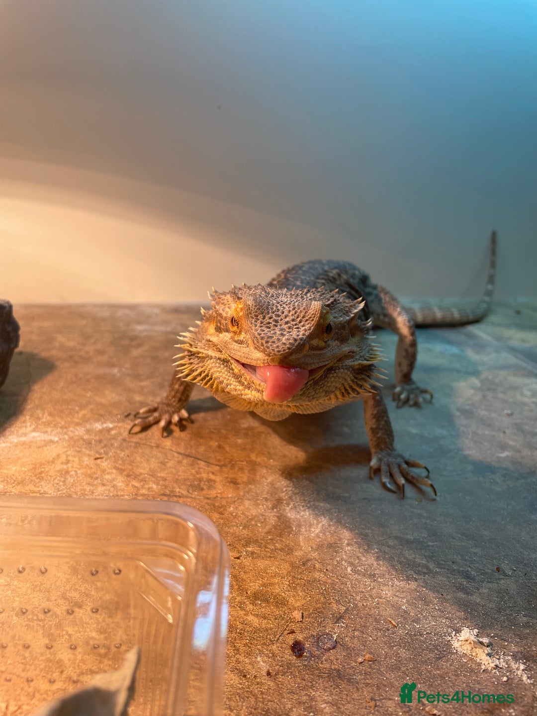 Bearded Dragon reptiles for sale: Beard dragon - Image 4