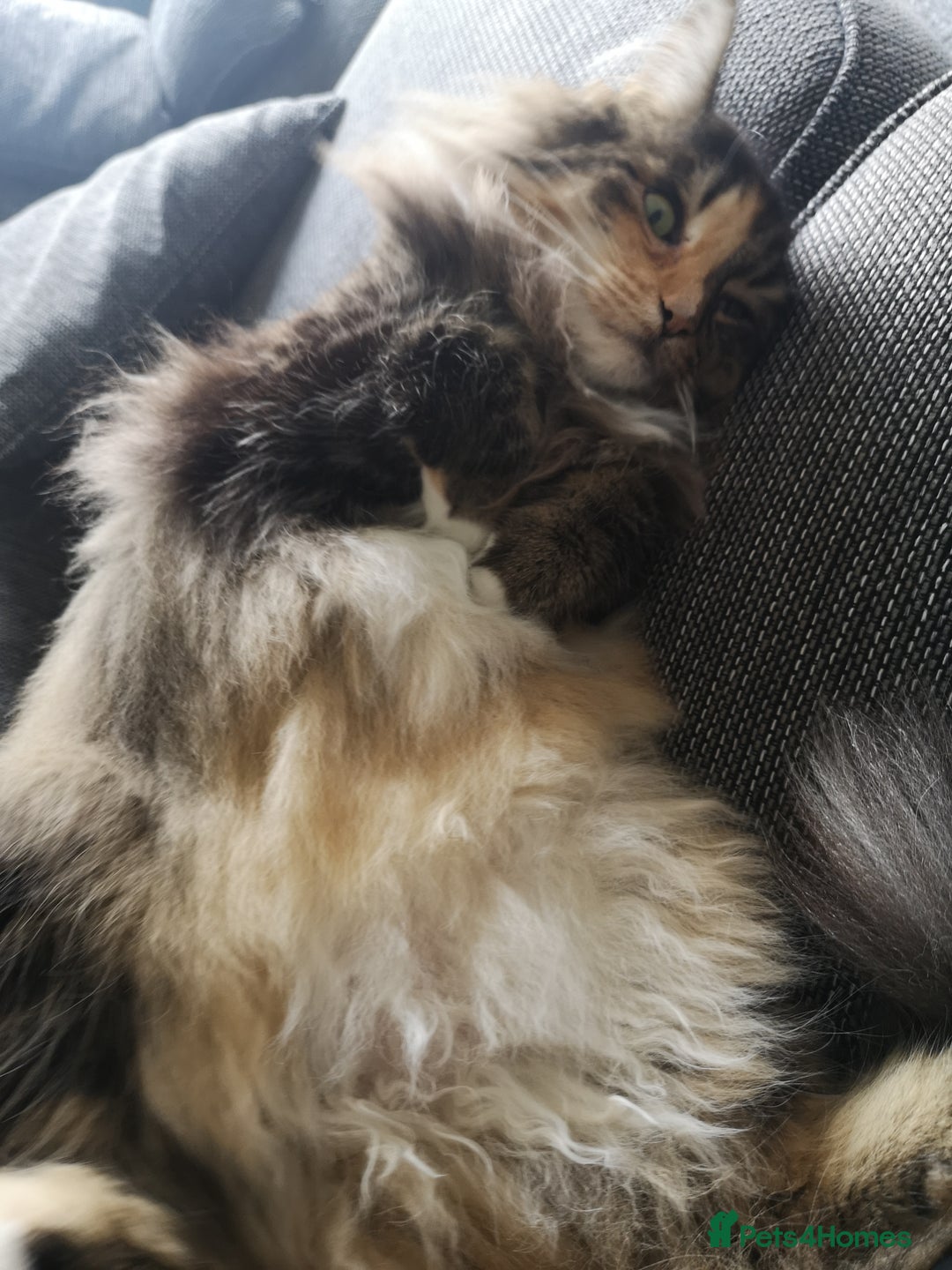 Norwegian Forest Cat cats for sale: Norwegian Forest Cat Female 10yrs - Advert 10