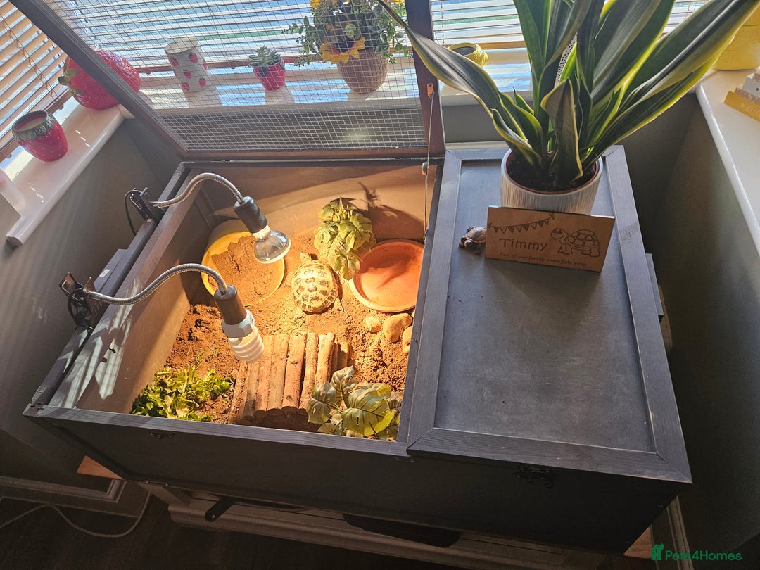 Tortoise reptiles for sale: Timmy the Horsefield tortoise - Advert 3