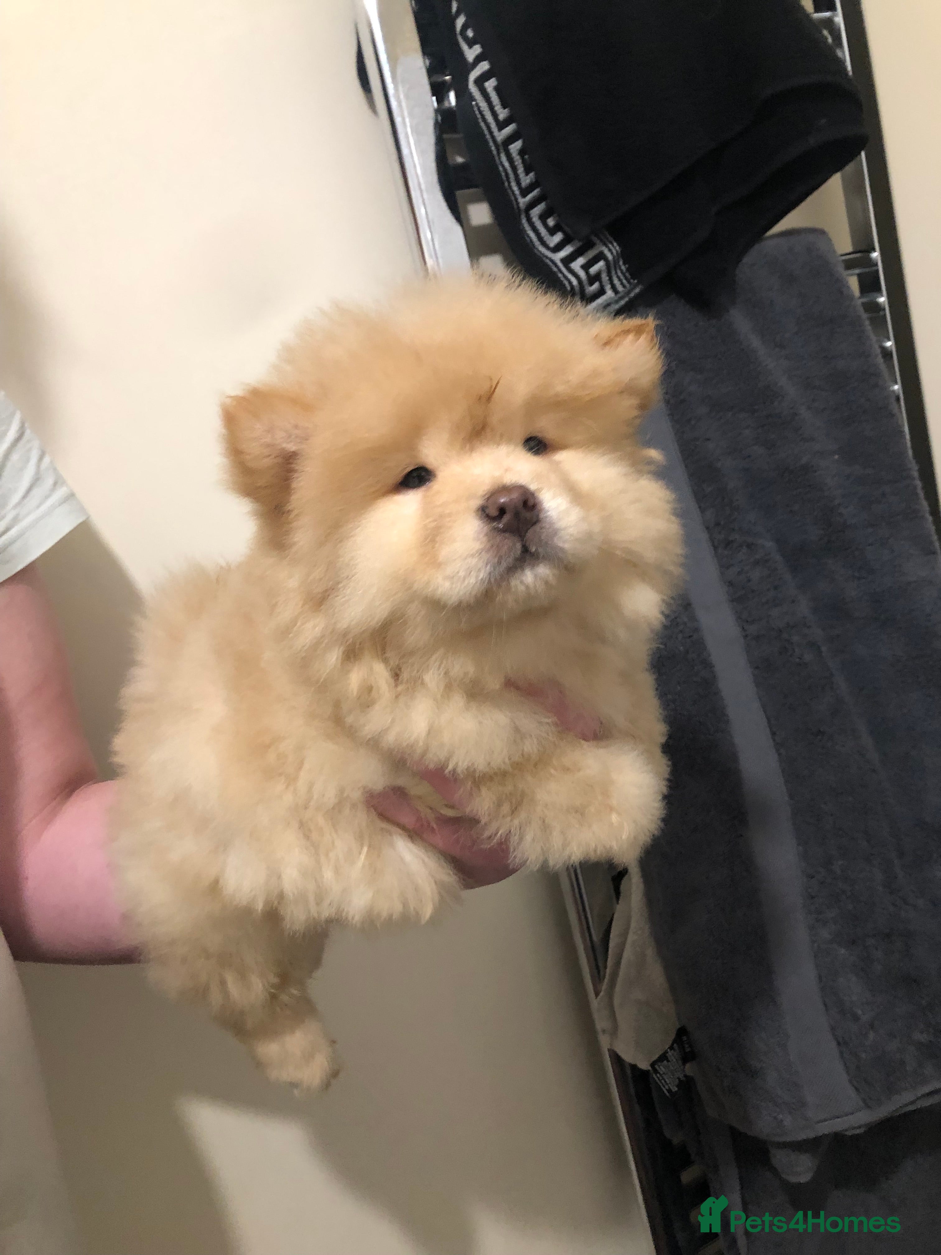 Chow Chow dogs CHOW CHOWS - Advert 11