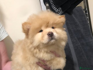 Chow Chow dogs CHOW CHOWS - Advert 7