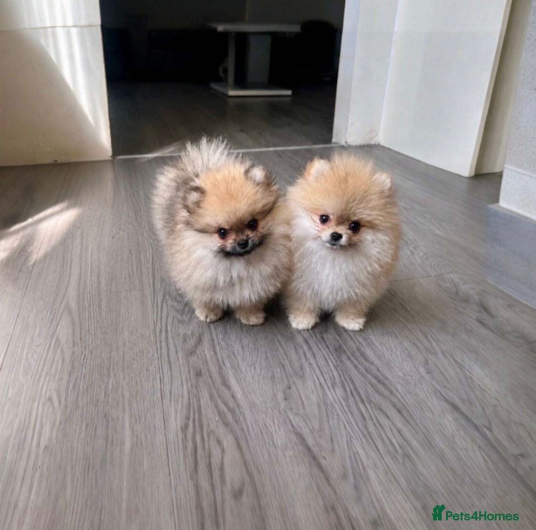 Pomeranian dogs 🐾600gr at 11 weeks 🏆Outstanding 🐻KC  - Advert 1