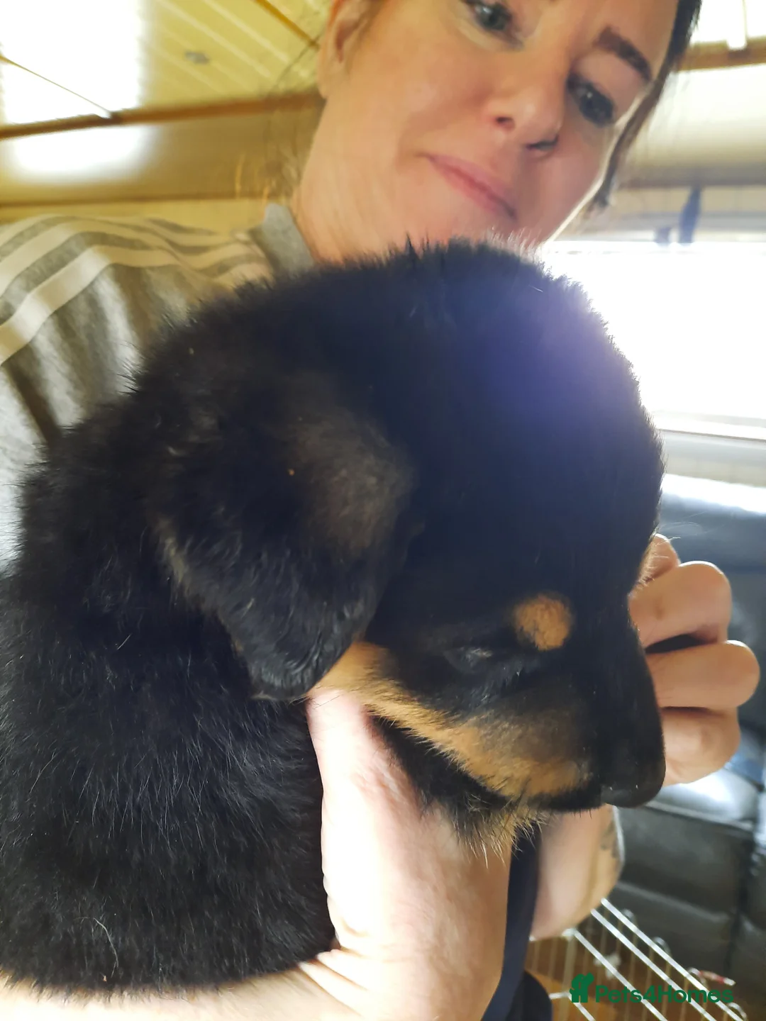 Mixed Breed dogs for sale: Rottweiler X German Shepherd Puppies  in Bristol - Advert 16