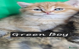 British Shorthair cats for sale: BSH GOLDEN KITTENS - Advert 30
