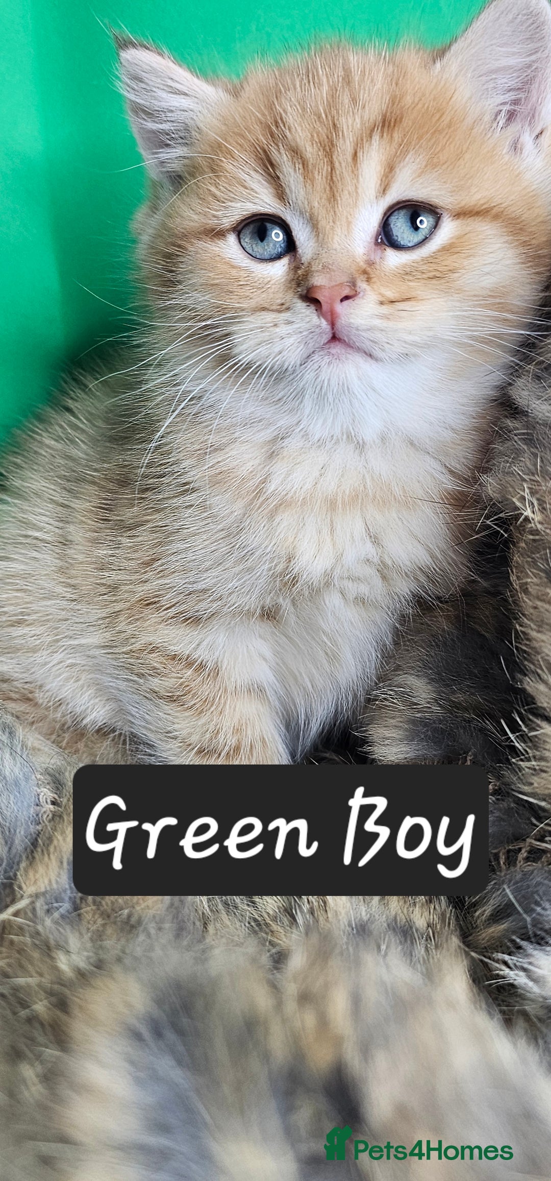 British Shorthair cats for sale: BSH GOLDEN KITTENS - Advert 30