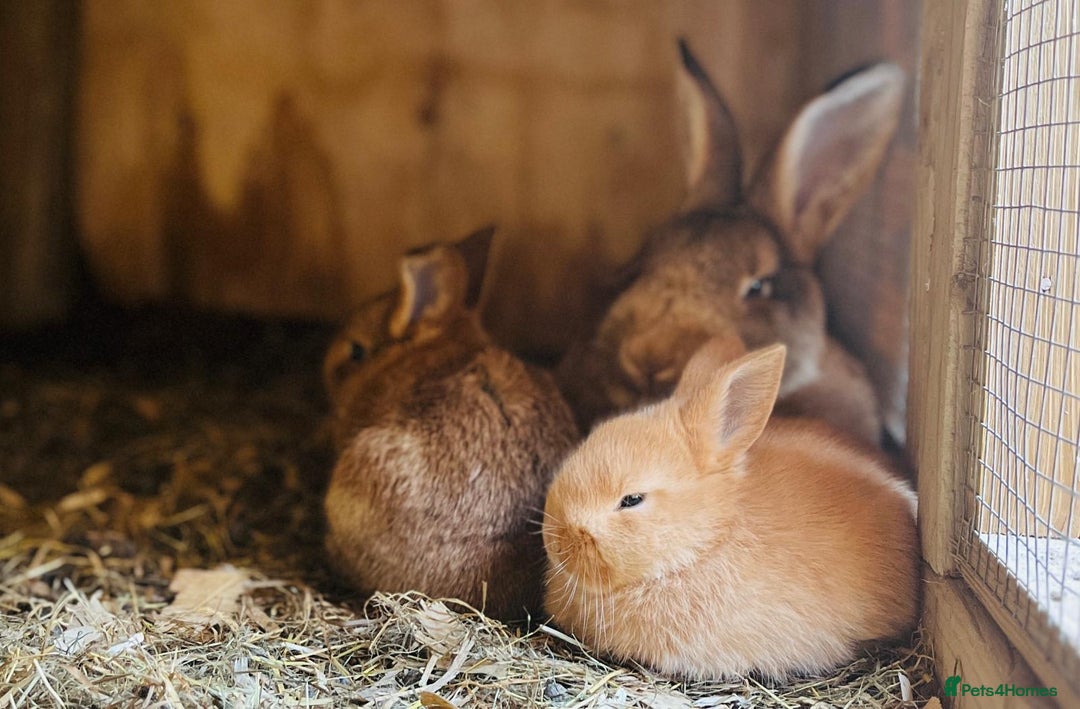 Netherland Dwarf rabbits for sale: Six beautiful little rabbits - Image 7