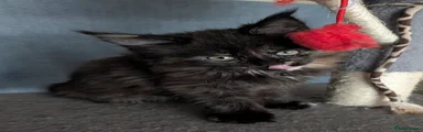 Maine Coon 1 