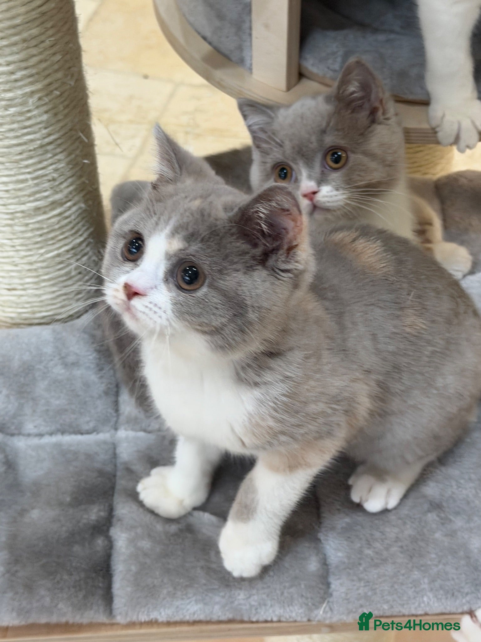 British Shorthair cats READY NOW - REGISTERED FULL PEDIGREE BSH FROM £750 - Advert 1