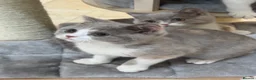 British Shorthair cats for sale: READY NOW - REGISTERED FULL PEDIGREE BSH KITTENS - Advert 13