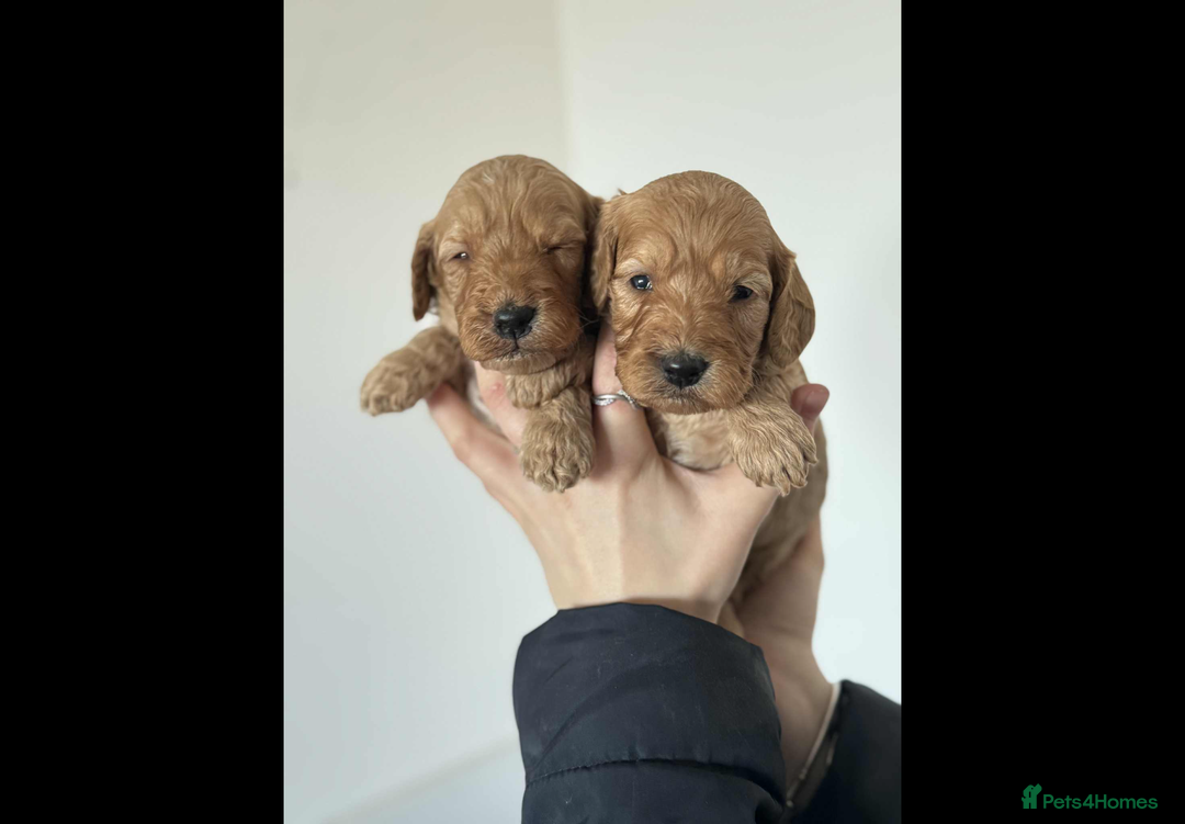 Cockapoo dogs for sale: COCKERPOO QUALITY HEALTH TESTED PUPPIES - Advert 11
