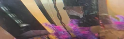 Bettas fish for sale: Female bata fish and cherry barbs  - Advert 8