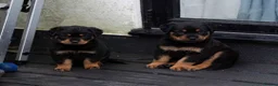 Rottweiler dogs for sale: Chunky German Rottweilers pups  - Advert 29
