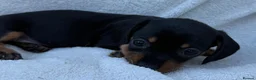 Miniature Dachshund dogs for sale: 3x female miniature dachsunds - Advert 12