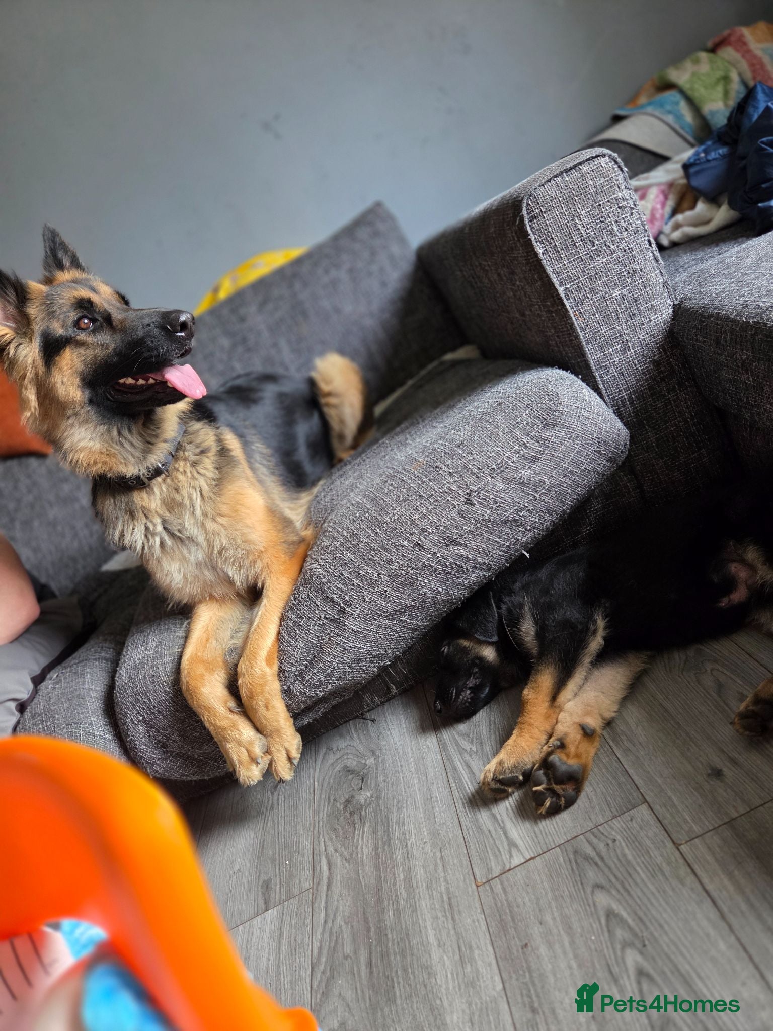 German Shepherd dogs Dolly and Toby - Advert 9