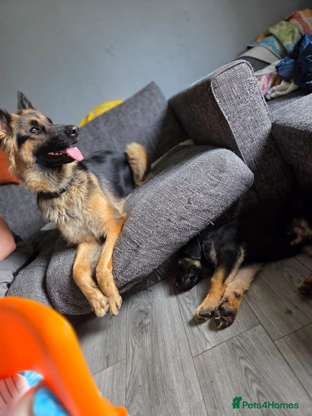 German Shepherd dogs for sale: Dolly and Toby - Advert 1