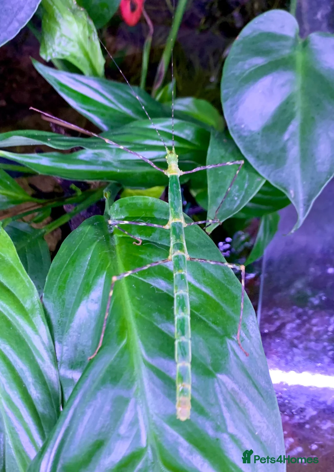 Stick Insects invertebrates for sale: 8x Nymphs of Myronides Glaucus ‘Peleng’ - Advert 6