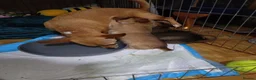 Chihuahua dogs for sale: 2 x boy chihuahua puppies - Advert 3