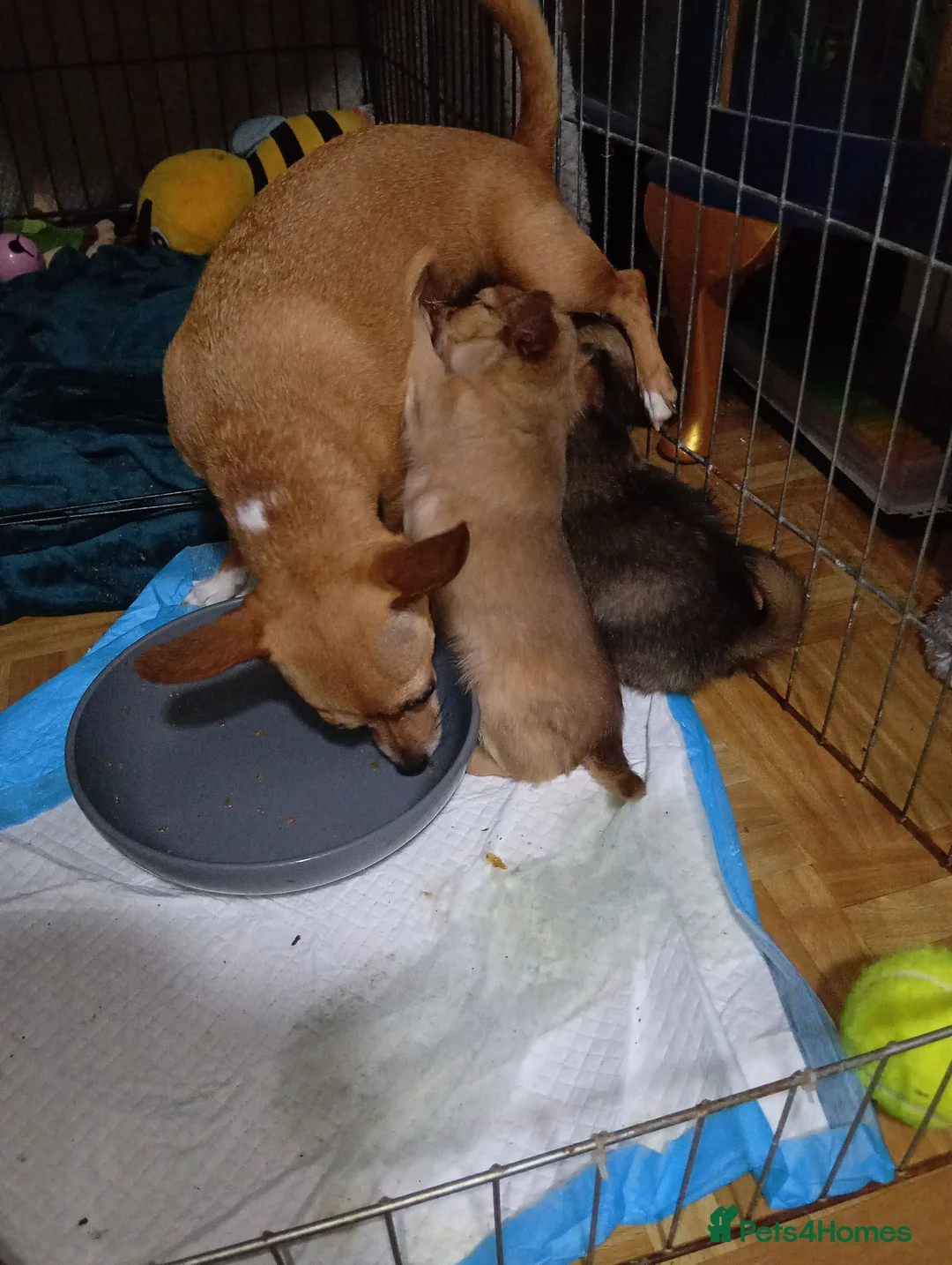 Chihuahua dogs for sale: 2 x boy chihuahua puppies - Advert 3