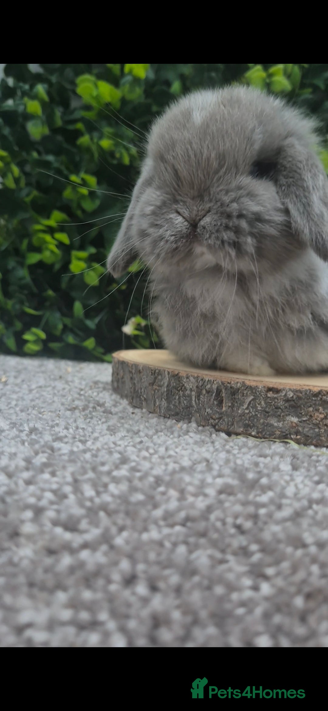 Mini Lop rabbits for sale: Mini lop baby girl ready now - Advert 14