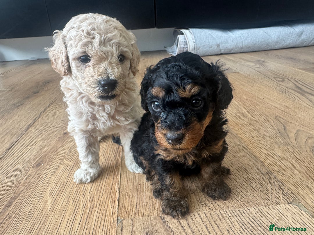 Cavapoo dogs for sale: Miniature cavapoos  - Image 12
