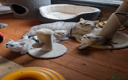 Scottish Fold cats for sale: 🥰 Scottish fold kitties for loving homes 💗 - Advert 13