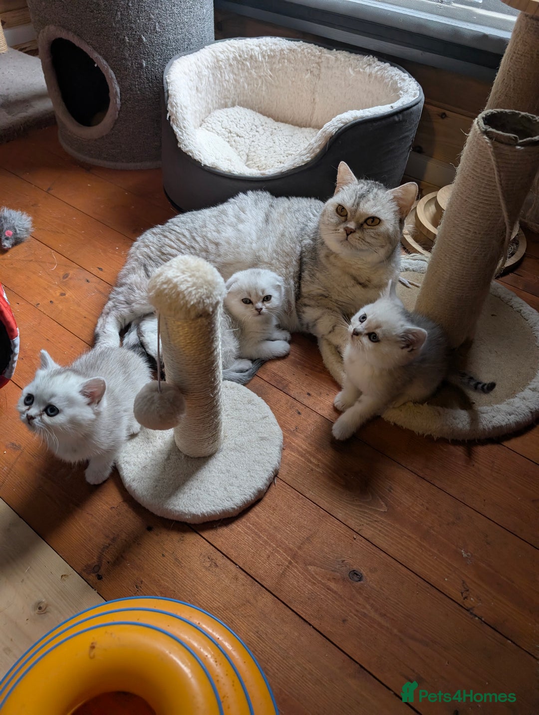 Scottish Fold cats for sale: 🥰 Scottish fold kitties for loving homes 💗 - Advert 13
