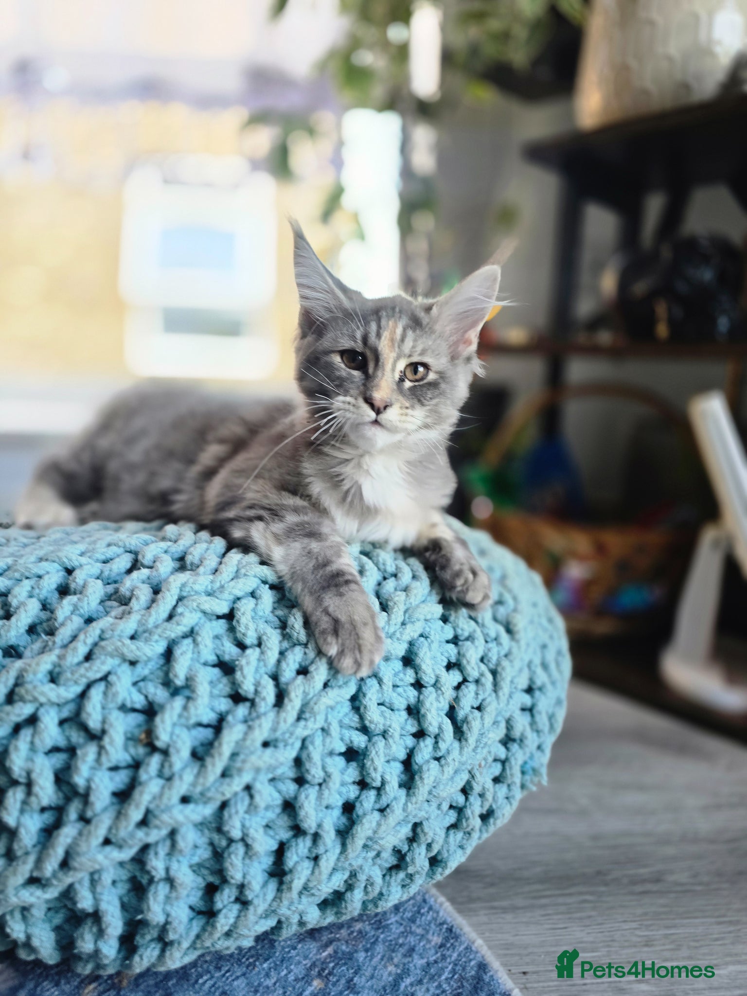 Maine Coon cats Only 1 girl and 1 boy TICA Maine coons available!  - Advert 1