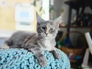Maine Coon cats Only 1 girl and 1 boy TICA Maine coons available! - Advert 1