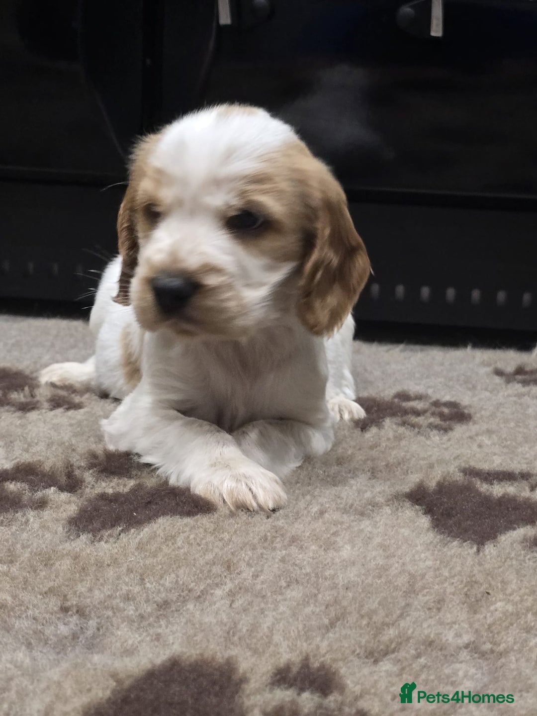 Cocker Spaniel dogs for sale: Show Cocker Spaniel  - Image 7