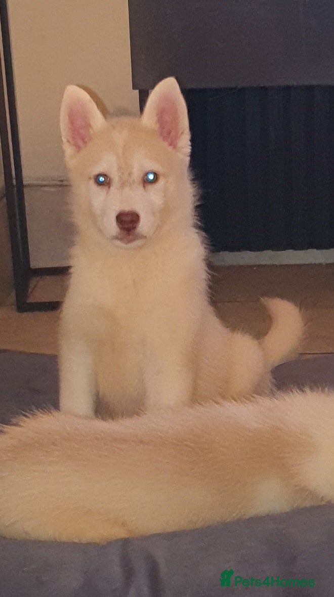 Siberian Husky dogs KC REG LITTER 5* rating on here - Advert 6