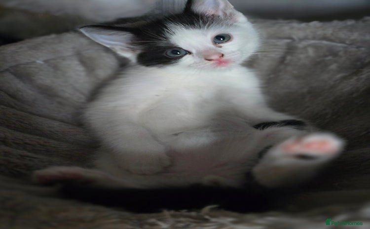 Mixed Breed cats - Advert 10