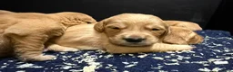 Golden Retriever dogs for sale: Wonderful litter - Advert 2