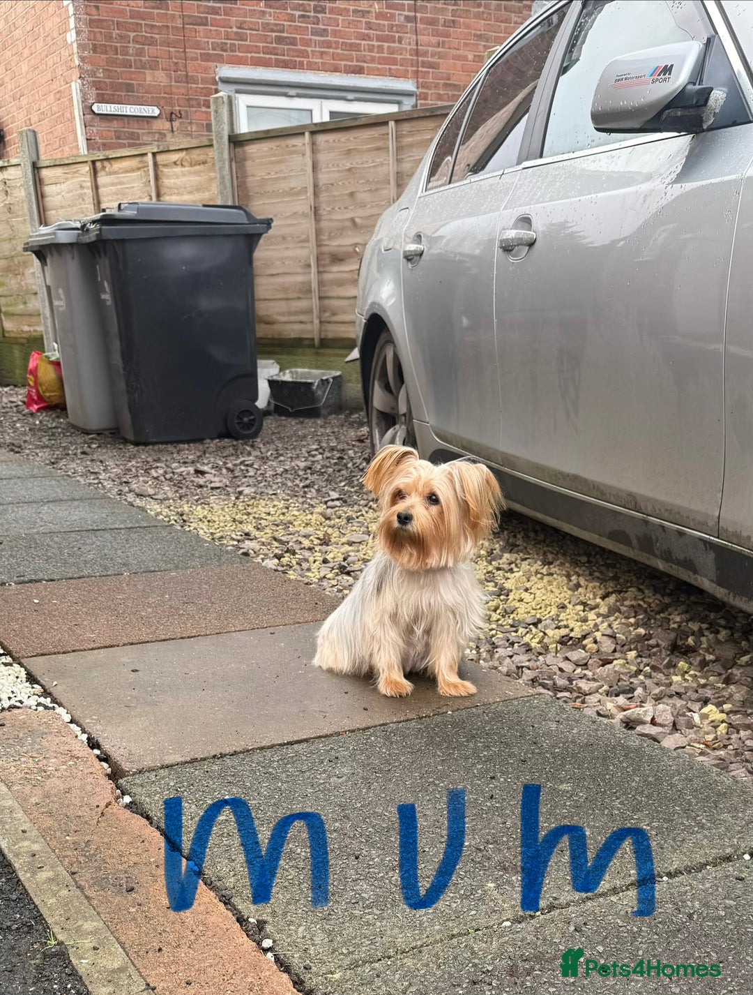 Yorkshire Terrier dogs for sale: Mini Yorkshire Terrier  - Advert 5