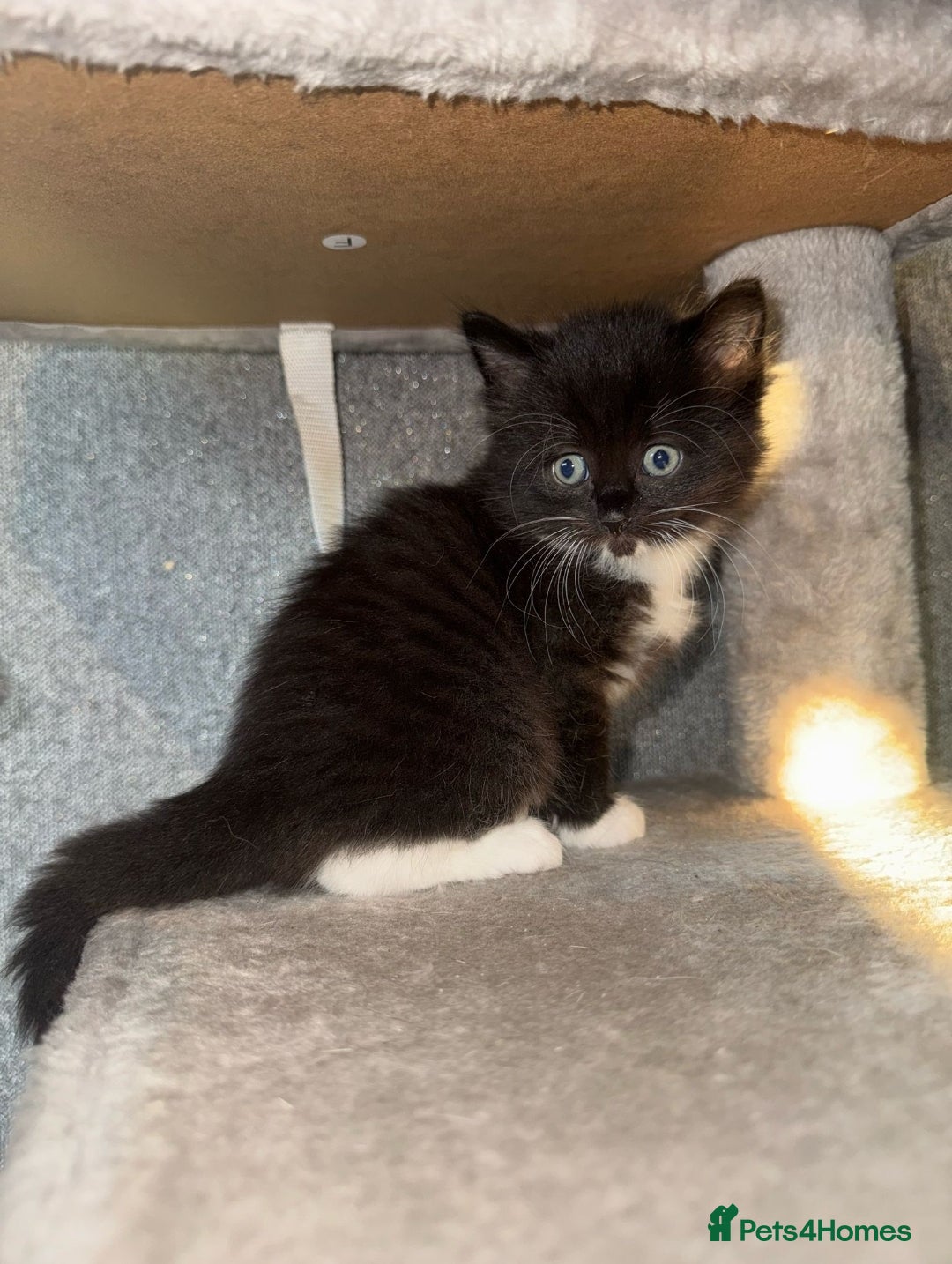 Ragdoll cats for sale: Ragdoll x Tabby Mix Kittens - Image 7