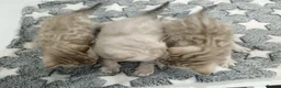 Bengal cats for sale: F6 Tica Reg Bengals - Advert 9